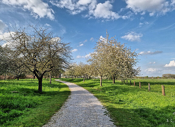 Obstbaumblüte im Uedemer Bruch